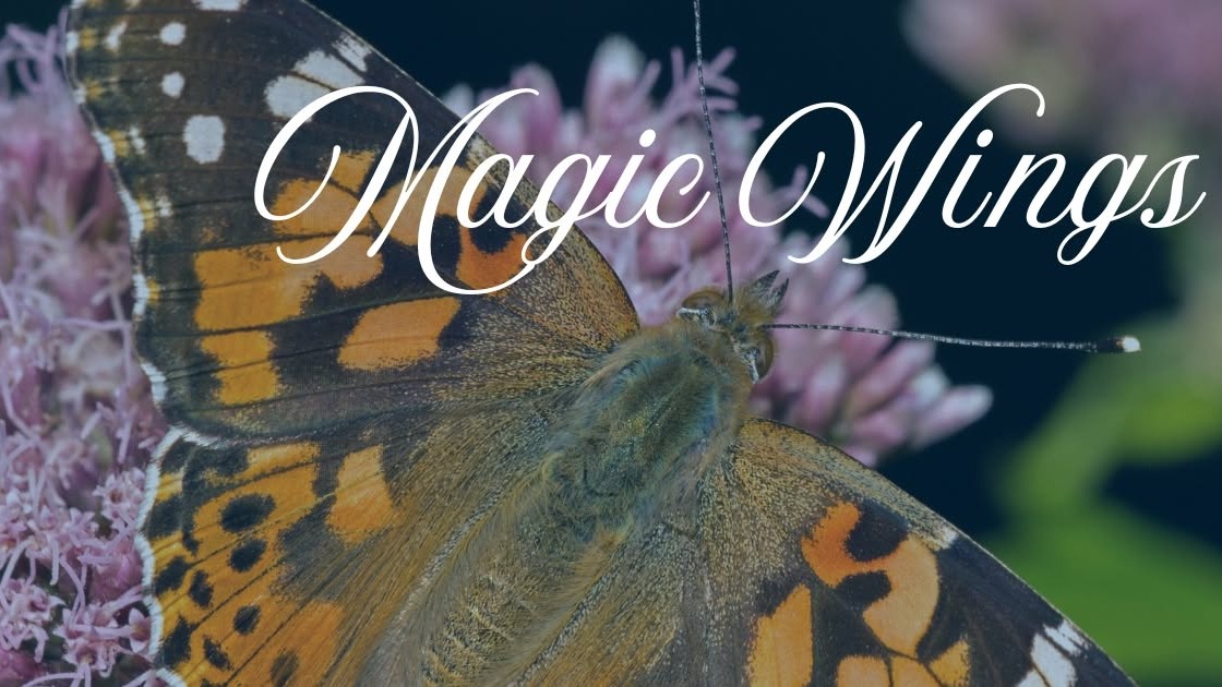 Magic Wings Butterfly Conservatory logo